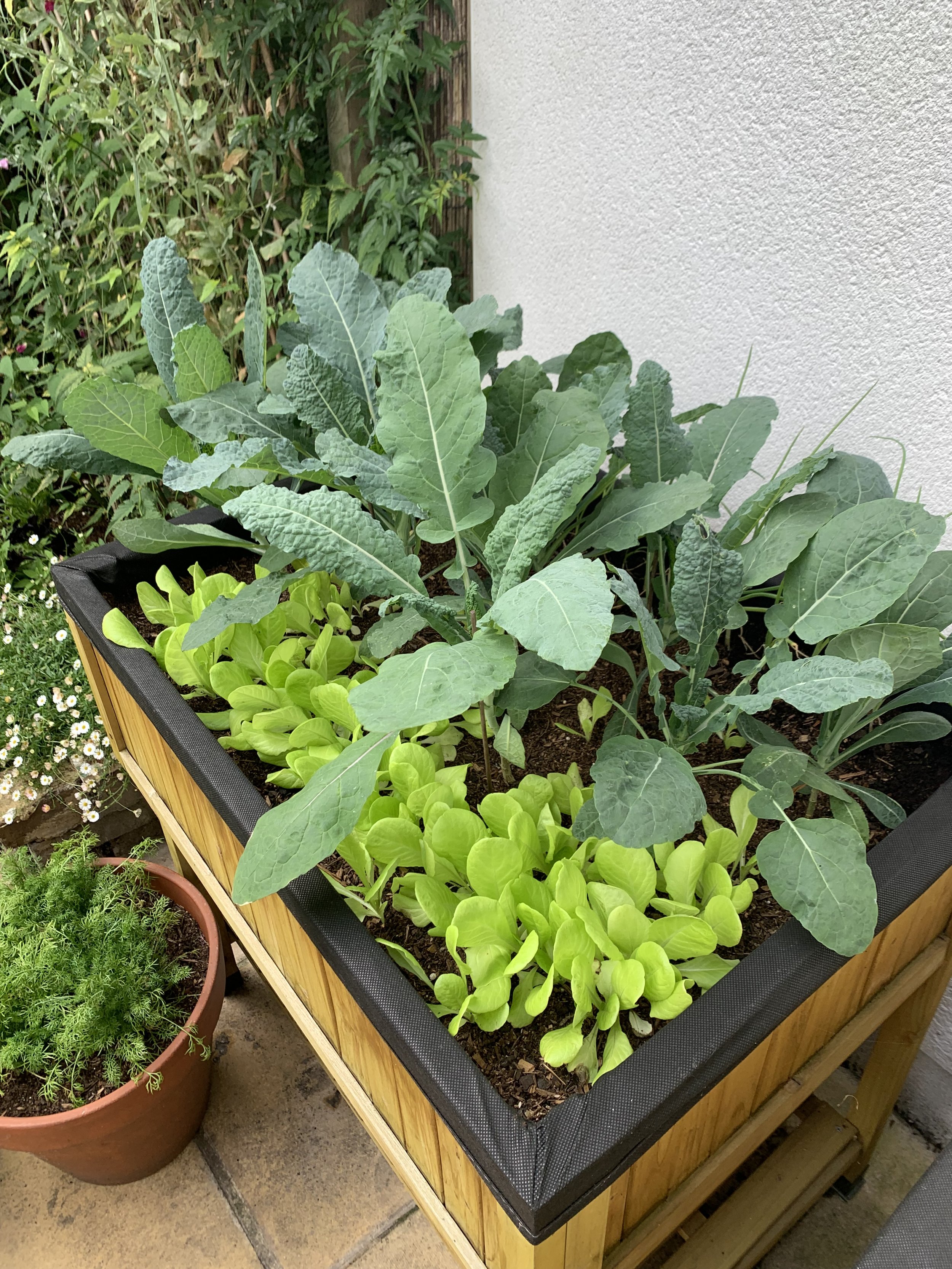 Companion planting kale deals